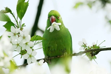 Green Parrot Wallpapers