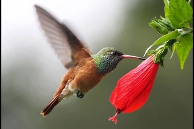 Top 47 Most Dashing And Beautiful Parrot Wallpapers In HD