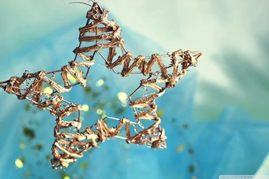 Merry Christmas Golden Star Wallpaper.jpg