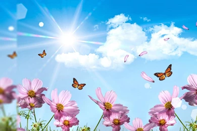 Summer Wallpapers For Jpg Backgrounds 1 Hd Wallpapers Hdimges