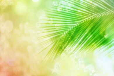 Free Wallpapers   Free Nature Wallpapers   Cg Seasons Spring Summer ...