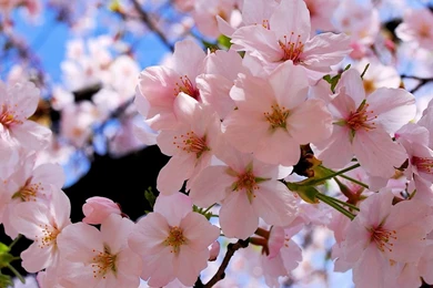 1920x1080 Spring Blossoms Wallpapers