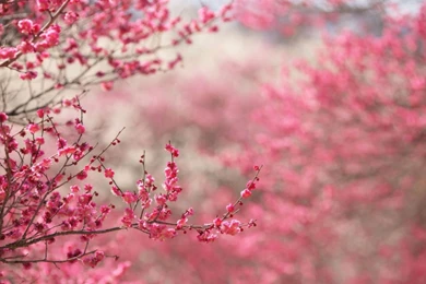 1920x1080 Spring In Pink Desktop PC And Mac Wallpapers