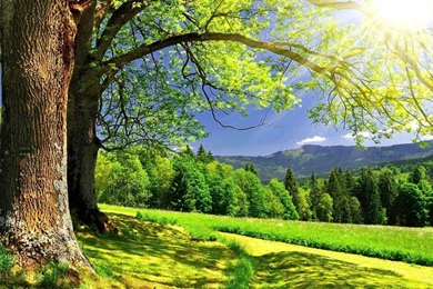 Spring Computer Wallpapers, Desktop Backgrounds