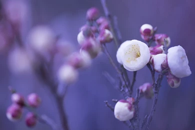 1920x1080 Spring Tree Buds Wallpapers