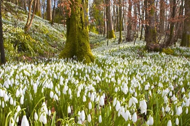 Download Wallpapers 1920x1080 Snowdrops, Flowers, Grass, Trees ...