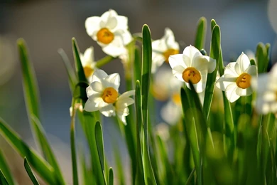 1920x1080 Spring Daffodils Wallpapers