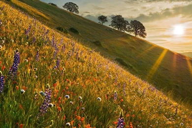 View Topic   WME: Dapple Rose Grey   Chicken Smoothie