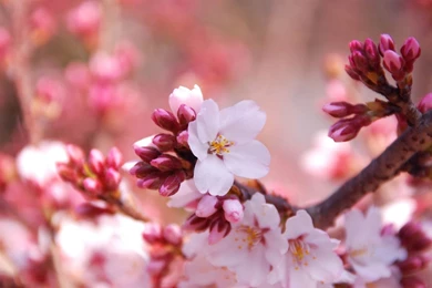 Cherry Blossom Buds Wallpapers 1920x1080 Cherry Blossom Buds ...