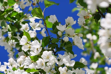 Full HD 1080p Spring Wallpapers HD, Desktop Backgrounds 1920x1080