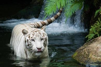 White Tiger Desktop Wallpapers Hd 1080P – HD WALLPAPER WIDE