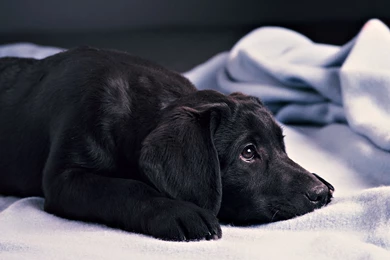 Black Puppy HD Wallpapers, Black Puppy Photos, New Wallpapers