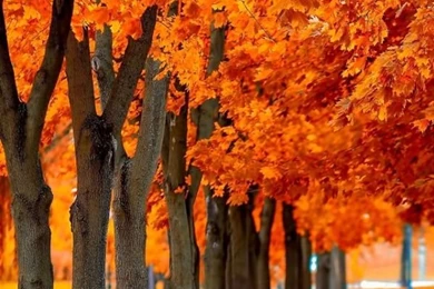 30+ Free Fall iPhone Backgrounds