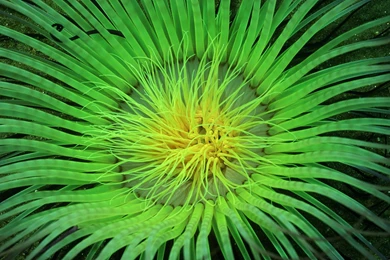 Top Neon Green And Purple Images For Pinterest