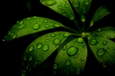 Download Wallpapers 1920x1080 Leaf, Green, Black, Carved Full HD ...