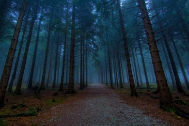 Dark Night View Of Forest HD Wallpapers   StylishHDWallpapers
