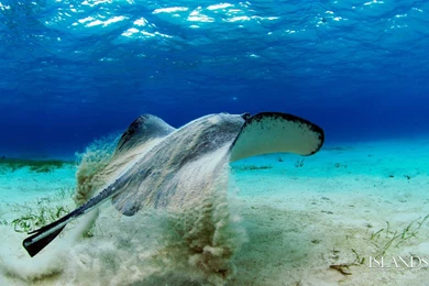 World's Best Snorkeling And Scuba Diving Desktop Wallpapers ...