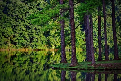 HDR Forest Wallpapers   HD Wallpaper Backgrounds Of Your Choice