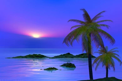 Palm Tree Desktop Wallpapers