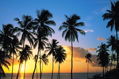 Palm Tree Silhouettes In The Sunset Wallpapers   Beach Wallpapers ...