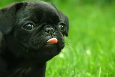 Dog Hd Laptops Wallpapers Top Dog Hd Wallpapers For All ...