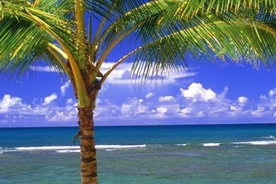 Palm Tree Vacation iPhone 5 Wallpapers (640x1136)