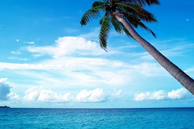 HD Quality Palm Tree Wallpapers HD 1080p SiWallpapers 25304