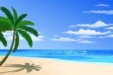 Single Palm Tree Wallpapers   Free Wide HD Wallpapers