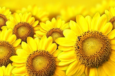 Sunflower HD Wallpapers