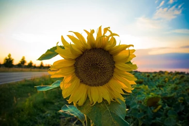 Top Widescreen Sunflower Wallpaper Images For Pinterest