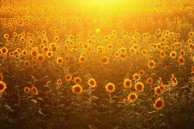 The Sunflower Wallpapers HD   Flower Photo   Flower Photo