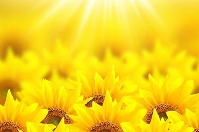 Sunflower Backgrounds Promotion Shop For Promotional Sunflower ...