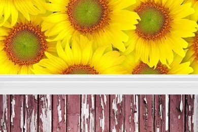 Online Get Cheap Sunflower Backgrounds  Aliexpress.com