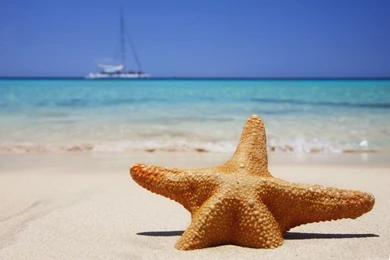 Starfish Beach Hd Wallpapers X Picture Starfish [Your Popular HD ...