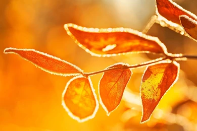 Ubuntu 13.04 Winning Wallpapers Revealed   OMG! Ubuntu!