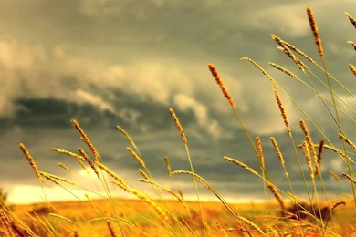 Nature HD Wallpapers