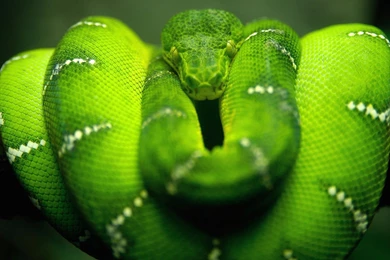 Snake Desktop Wallpapers