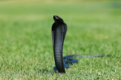 Cobra Snake Wallpapers