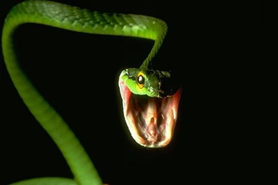 Snake HD Wallpaper Images Pictures Photos Download Page 0