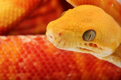 Orange Snake Wallpapers