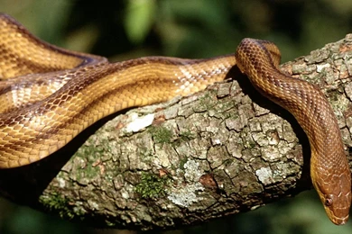 Big Snake Wallpapers   , New Wallpapers, New Wallpapers