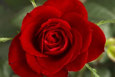 File:Small Red Rose.JPG   Wikimedia Commons