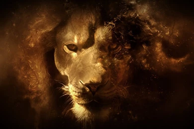 Dangerous Lion Wallpapers Dowload