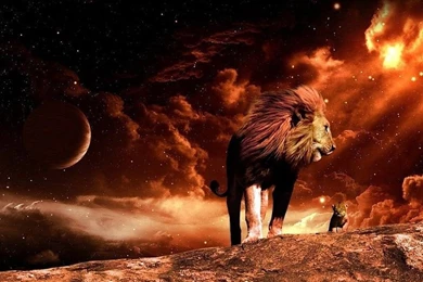 Cool Lion Wallpapers Free Desktop Backgrounds And Wallpapers