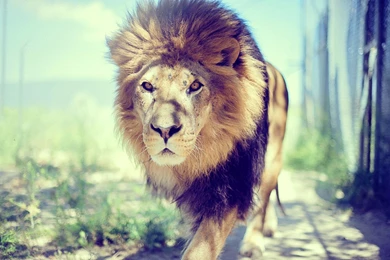 Cool Lion Wallpapers GRS15
