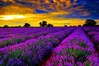 Lavender HD Wallpapers