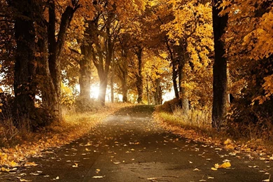 Autumn Leaves Desktop Wallpapers