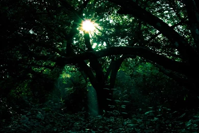 Beautiful Pictures Of Dark Forest