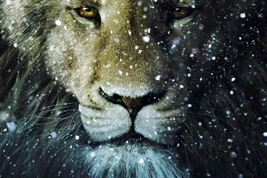 Lion Wallpapers Free