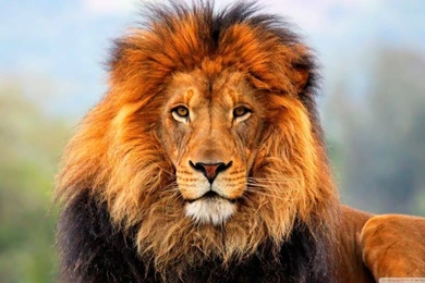 Lion HD Desktop Wallpapers : Widescreen : Fullscreen : Mobile ...
